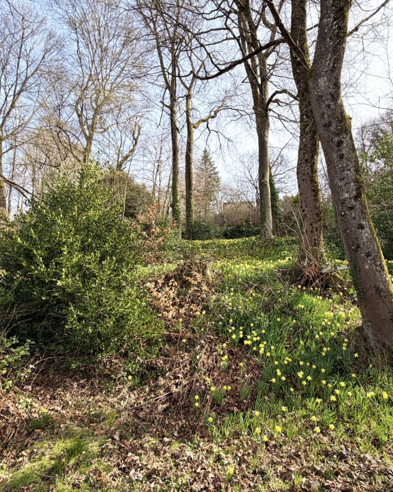 jardin